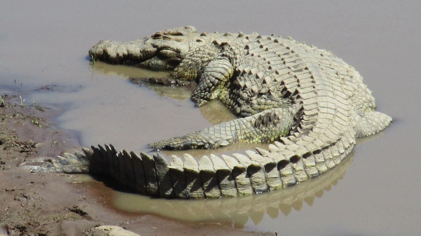 Israel will Krokodile als Gefängniswächter einsetzen