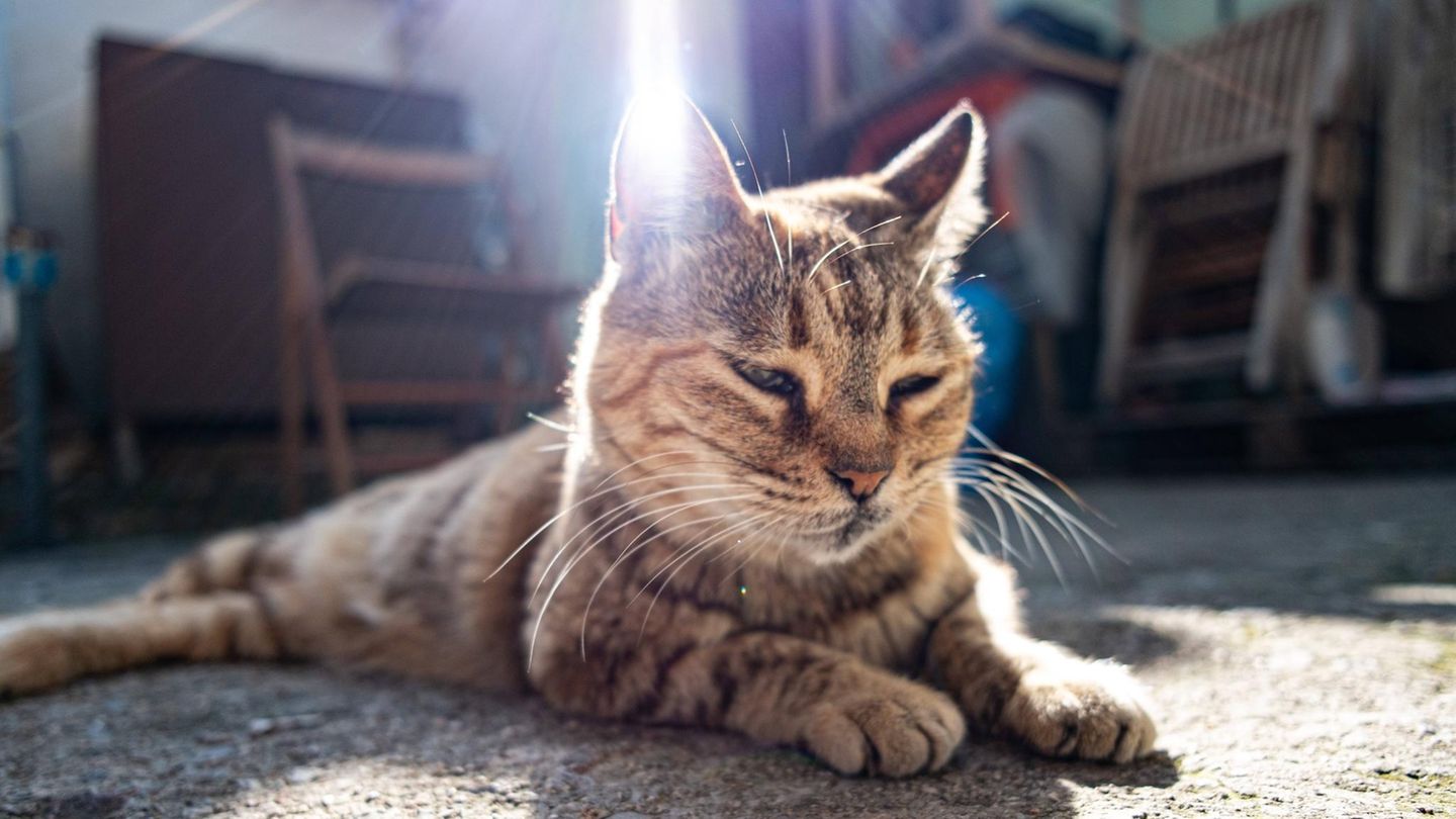 Die Wahrheit über Straßenhunde und -katzen in Griechenland