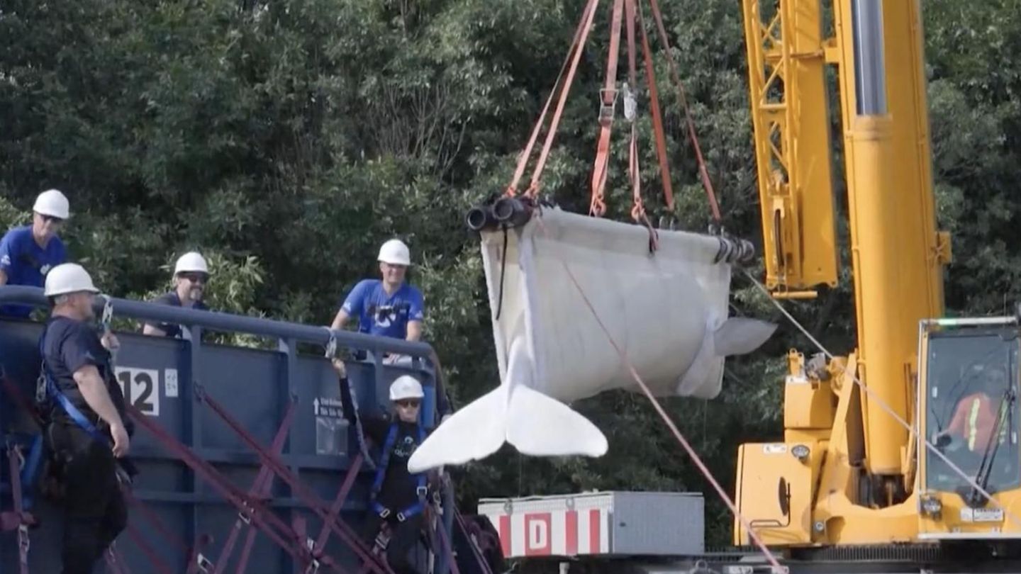 Umsiedlung statt Tötung: Walrettung per Frachtflugzeug – 30 Belugas fliegen in neue Heimat