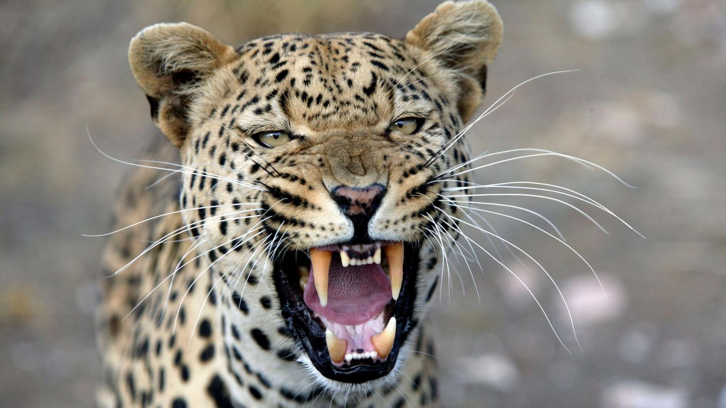 Indien: Leopard greift Verkäufer in Schnapsladen an – Video zeigt Schockmoment