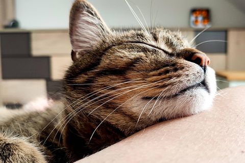 Eine Katze kuschelt