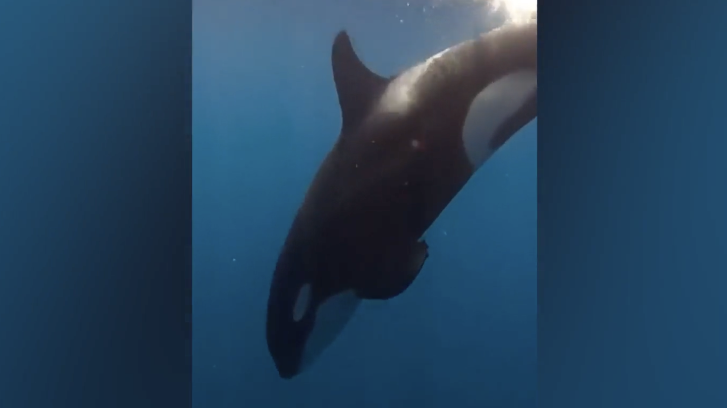 Ernst oder Spaß?: Orcas überraschen Forscher mit unbekanntem Manöver