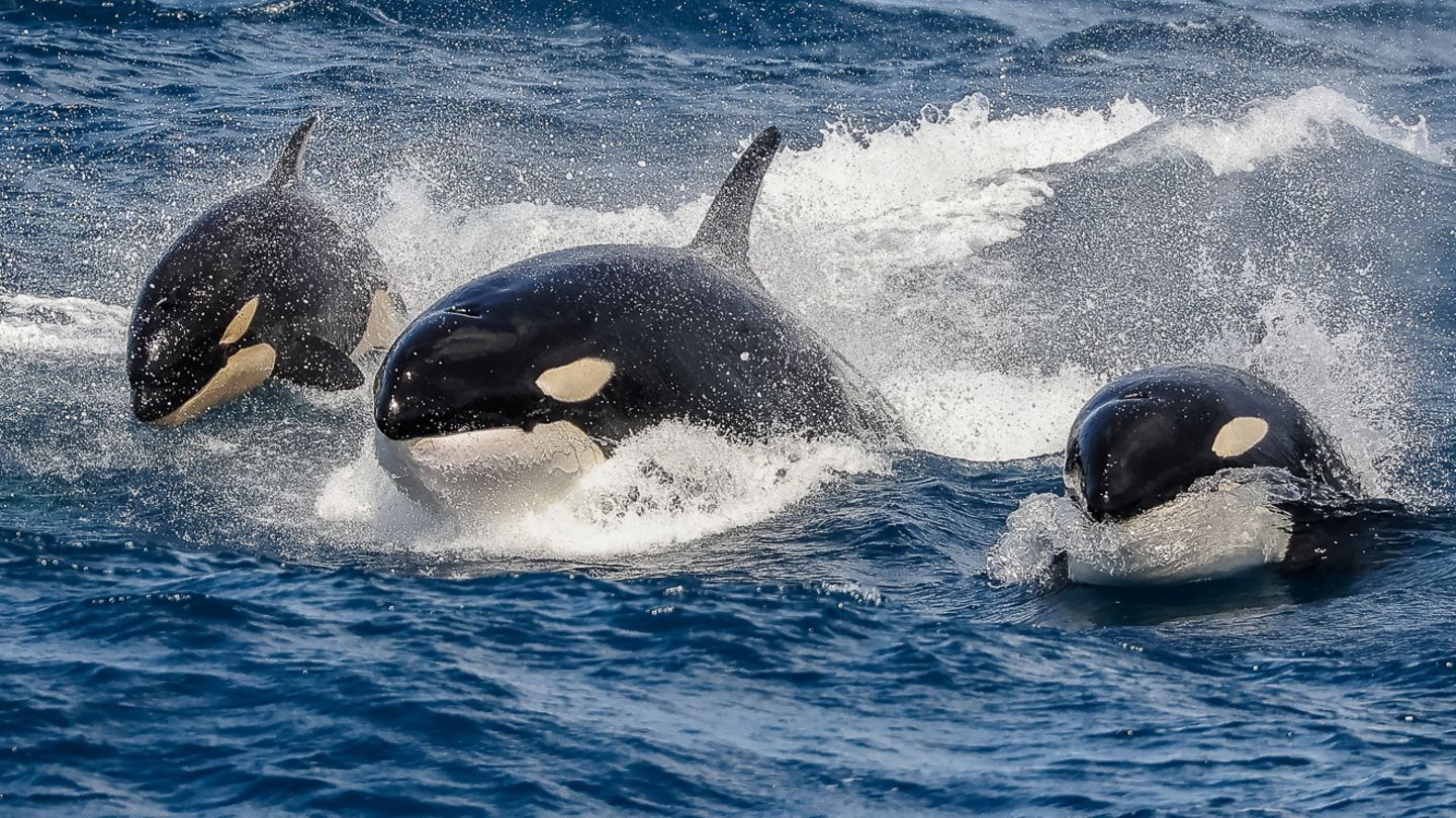 Galizien: Orcas versenken Yacht vor Spaniens Küste – Segler unverletzt