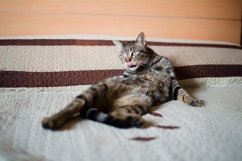 Katze putzt sich