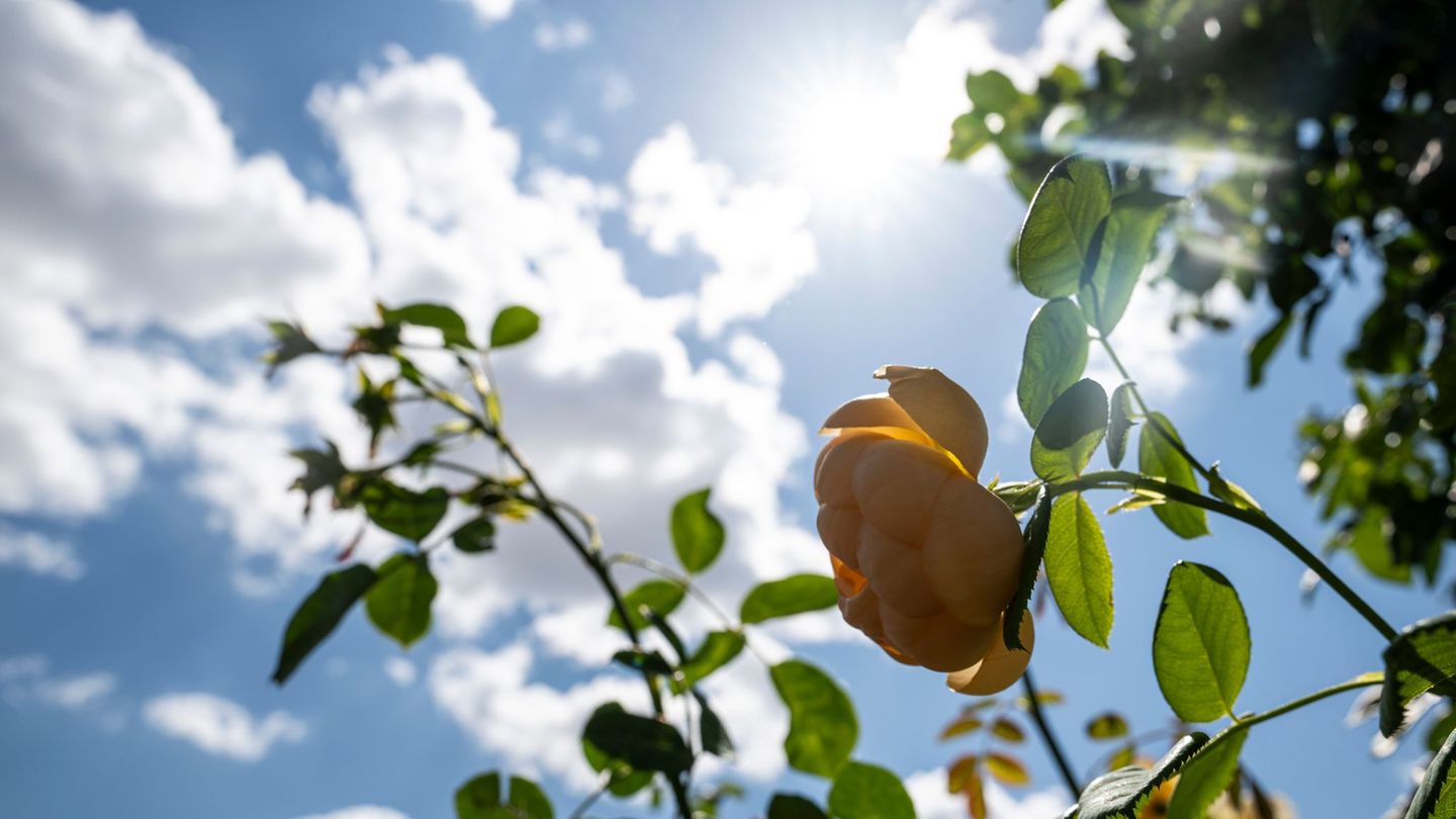 Wettervorhersage: Temperaturen über 30 Grad - nächste Hitzewelle erwartet