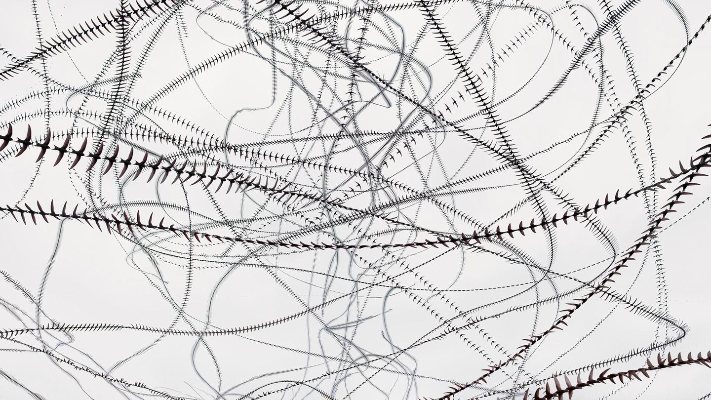 Mysterious bird flight: A photographer reveals invisible patterns