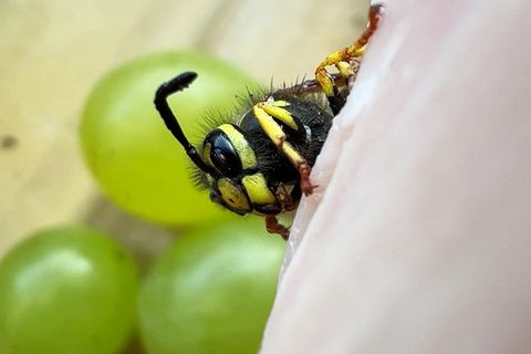 Tipps gegen Mücken und Wespen