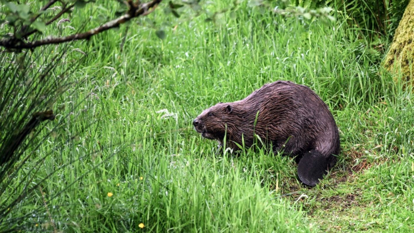 Baum gefällt: Biber blockiert in Sachsen vorübergehend Bahngleise
