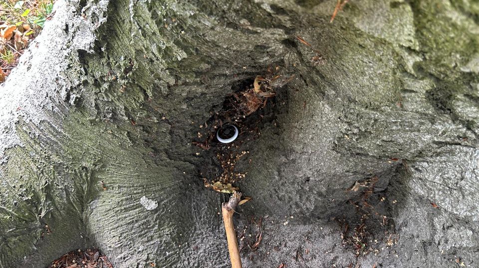 Der AirTag lag gut versteckt an einem Baum