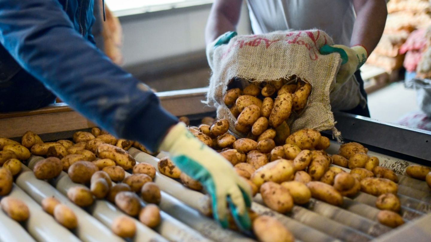Industrie erwartet niedrige Kartoffelernte wegen extremer Trockenheit