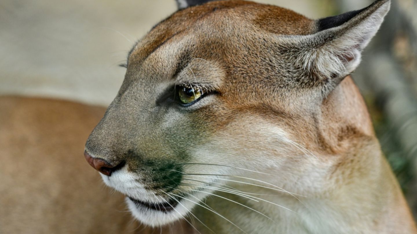 Studie: Mehr Pumas - weniger Verkehrsunfälle mit Rehen