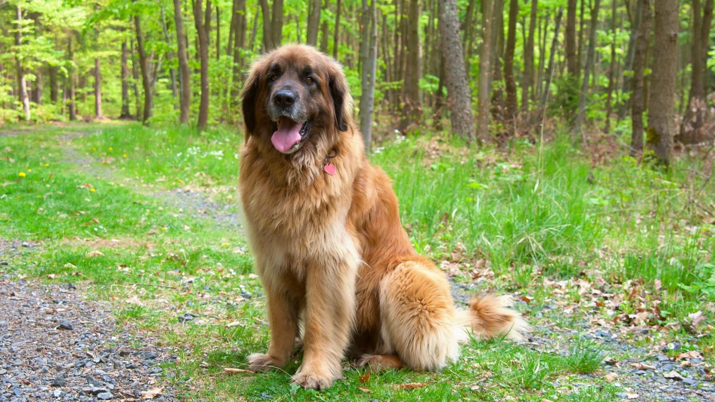 von-kangal-bis-dogge-welches-die-gr-ten-hunderassen-der-welt-sind
