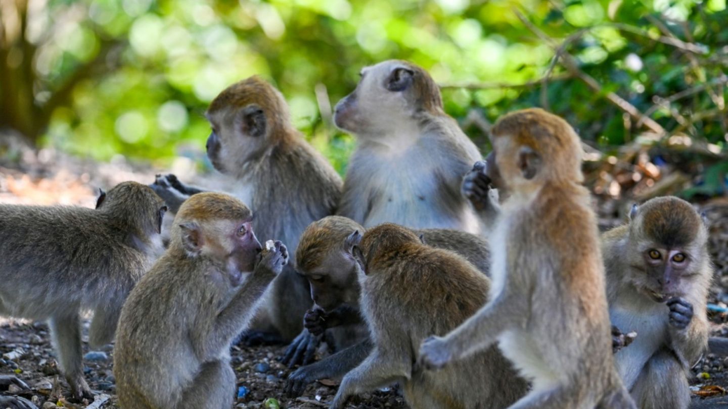 18 Menschen verletzt: Tierfänger fangen in Indonesien aggressiven Affen ein