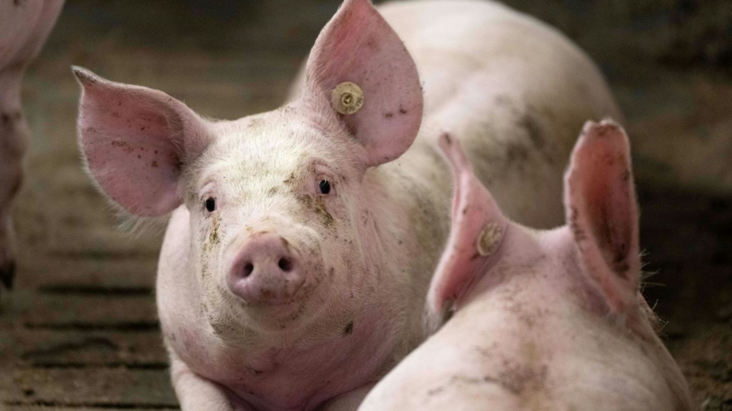 Mehr als tausend Schweine bei Stallbrand in Bayern verendet