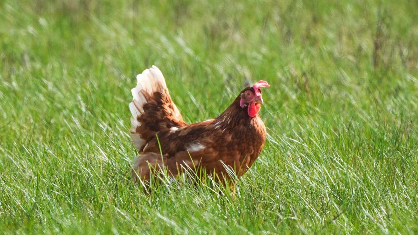 Rückläufige Produktion: In Deutschland landet weniger Fleisch im Supermarktregal