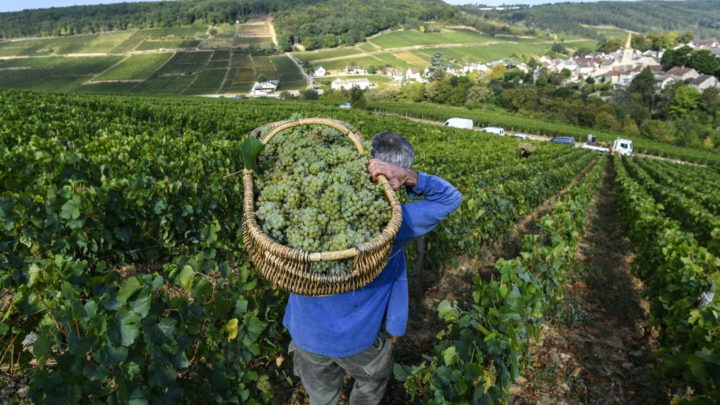 Frankreich: Crémant-Lese in Burgund beginnt wegen Hitzewellen so früh wie nie