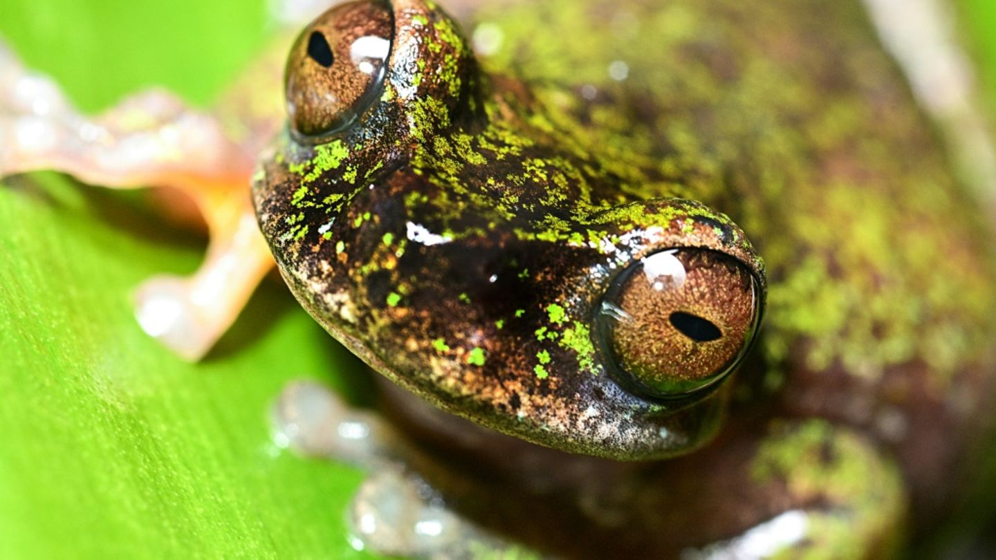 Winzig und nachtaktiv: Forscher in Costa Rica entdecken neue Froschart in Kaffeeplantagen