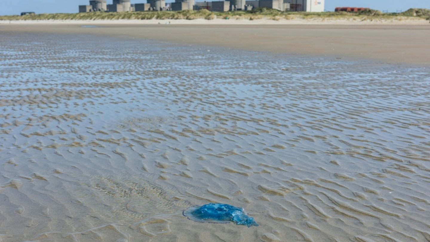 Quallenplage