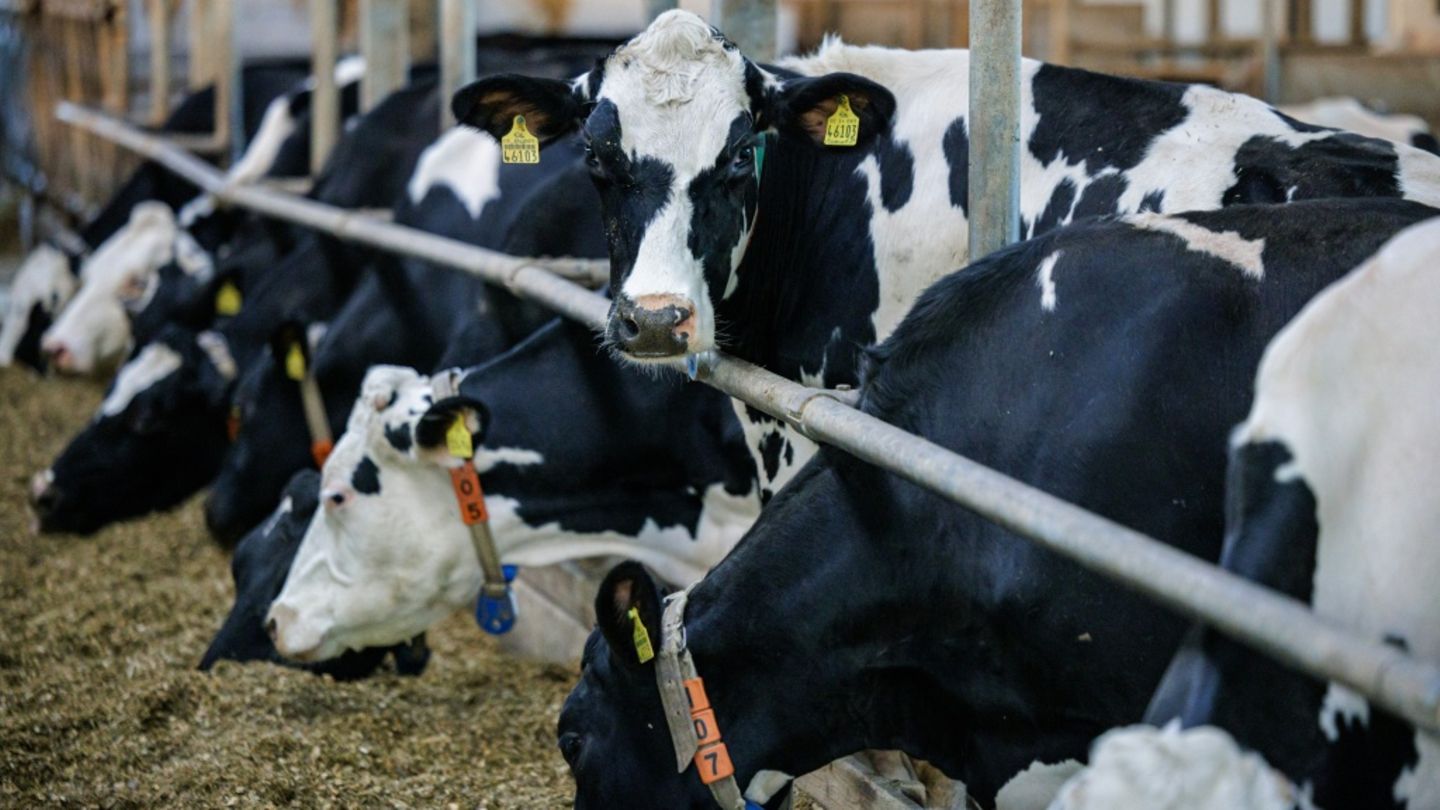 Preise für landwirtschaftliche Erzeugnisse deutlich geringer als im Vorjahr