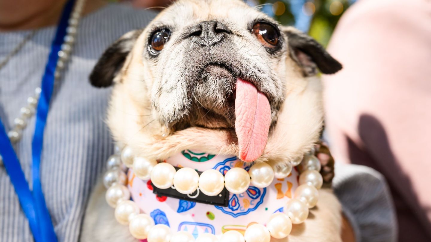 Tiere: Mops-Hündin Jinny Lu ist „hässlichster Hund der Welt“