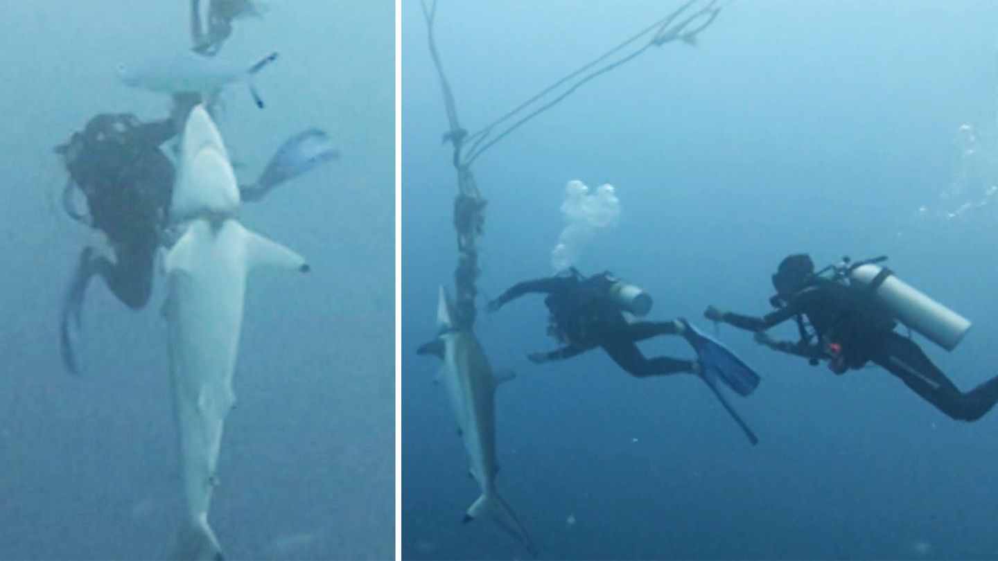 Courageous divers free the bound shark from marine debris.
