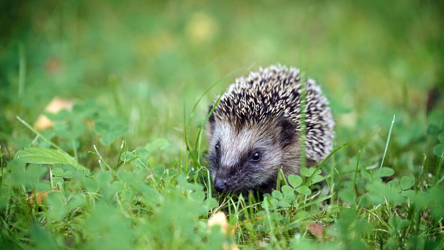 Baby hedgehogs in your garden? Here's what you should do now