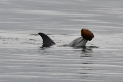 Ein Delfin nutzt zur Jagd eine Muschel.