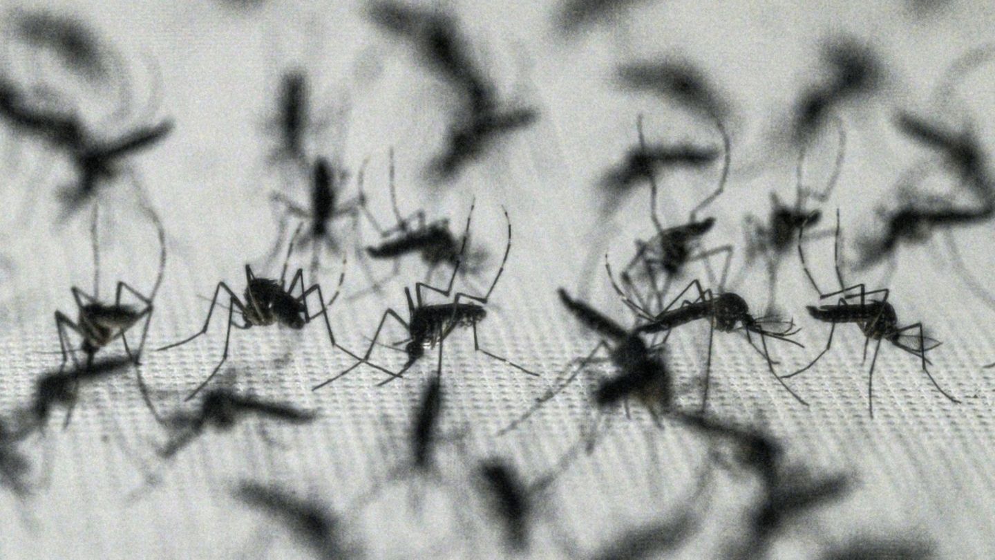 West-Nil-Virus laut EU-Gesundheitsbehörde aus zwölf europäischen Ländern gemeldet