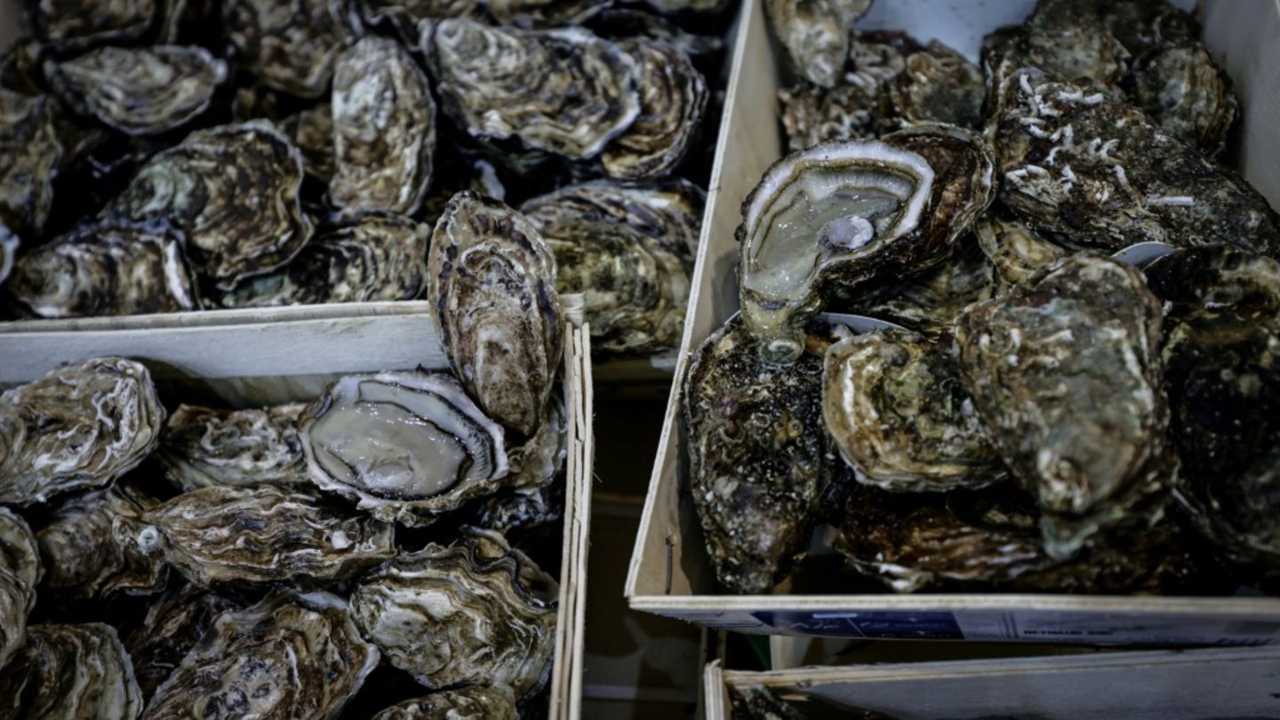 Polizei in Australien sucht Austernbdiebe - Muscheln im Wert von mehr als 200.00 Euro gestohlen