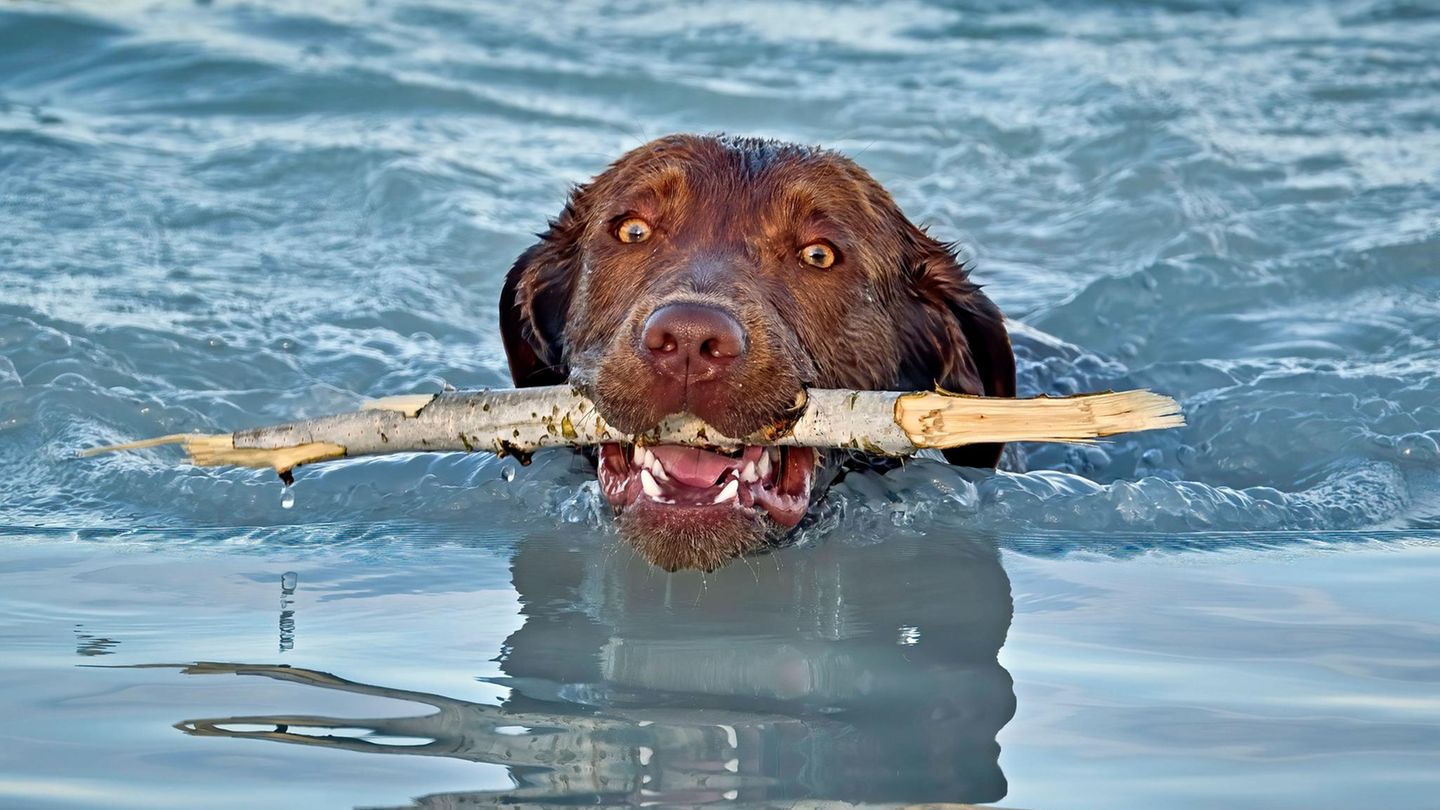 Baden im Sommer: Warum Blaualgen für Hunde so gefährlich sind