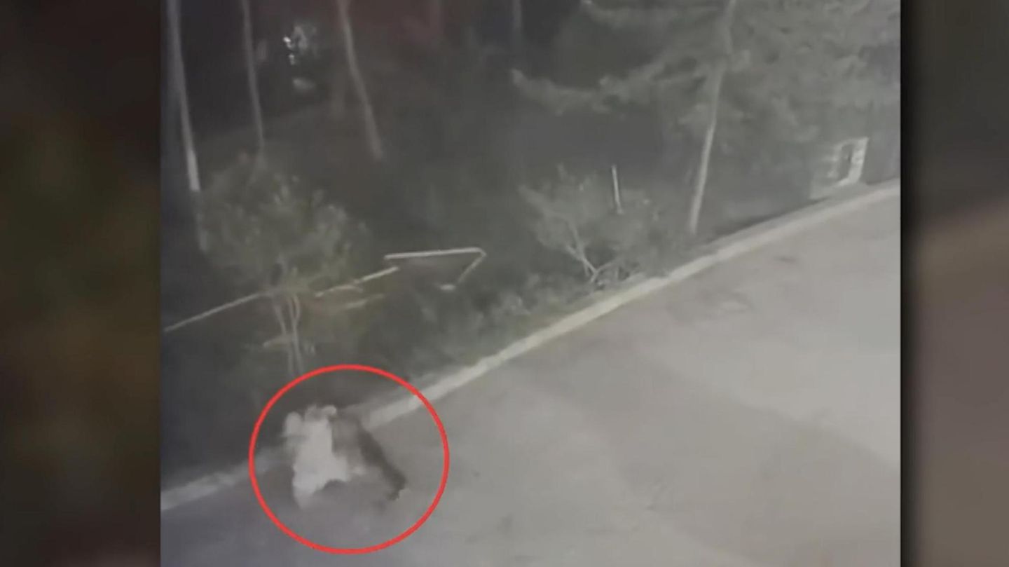 Italien: Wolf greift mutmaßlich Mutter und Kind an – Passant schreitet ein