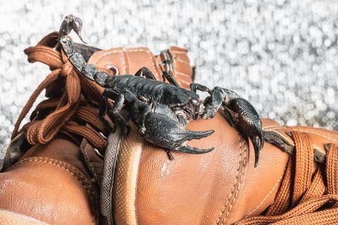 Skorpion auf einem Paar Schuhe