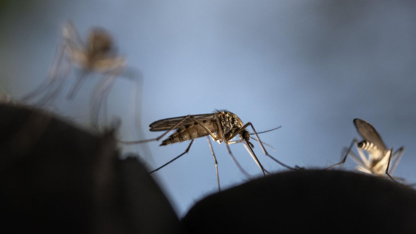 Arzt gibt Entwarnung: Frankfurter Flughafenmitarbeiter sterben an Malaria – Wie groß ist die Gefahr?