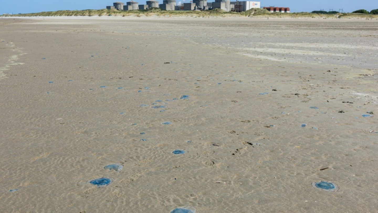 Quallenplage in Frankreich führt erneut zu Atomreaktor-Abschaltung