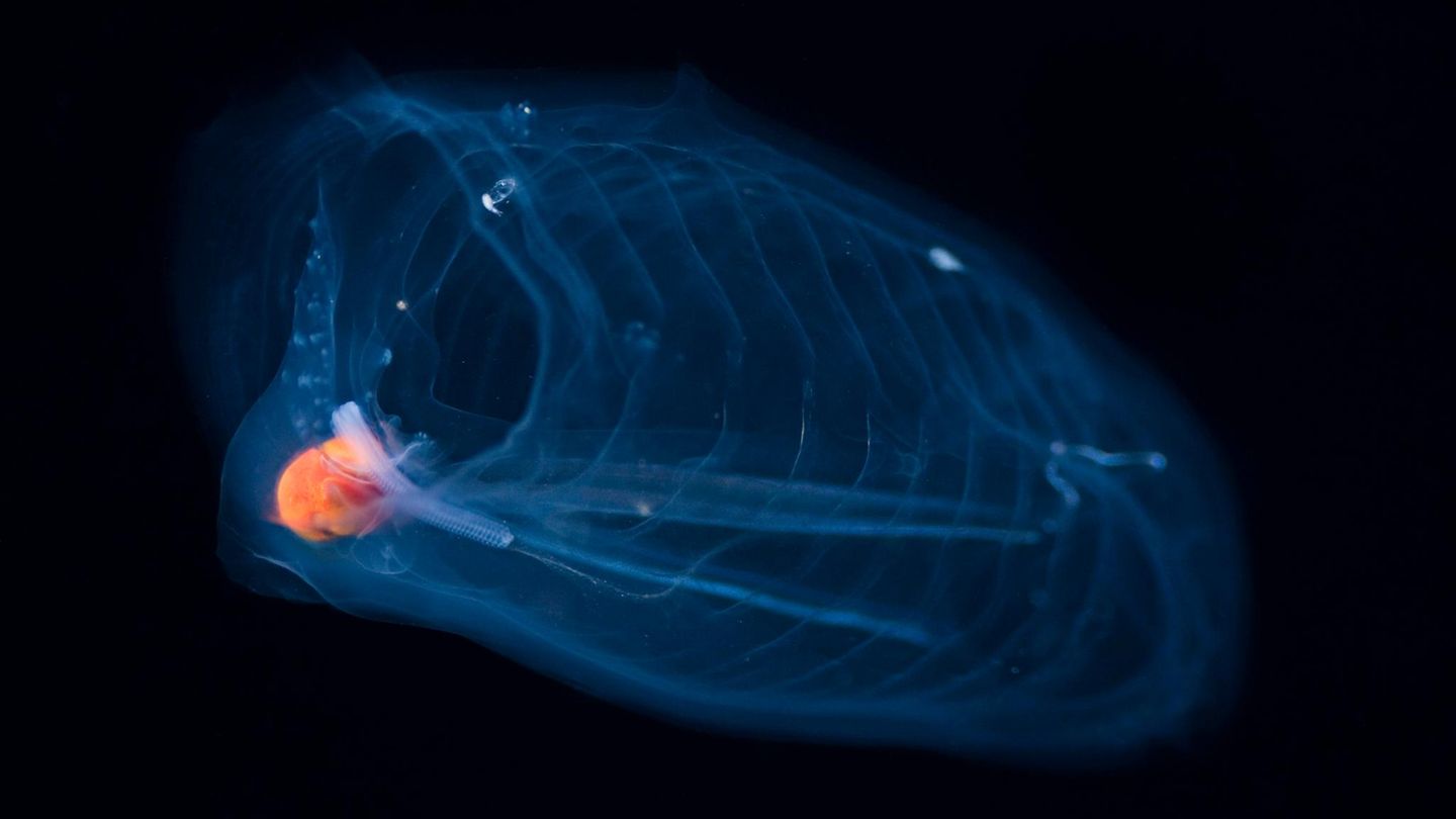 Salpen: Der Siegeszug der schwimmenden Mägen