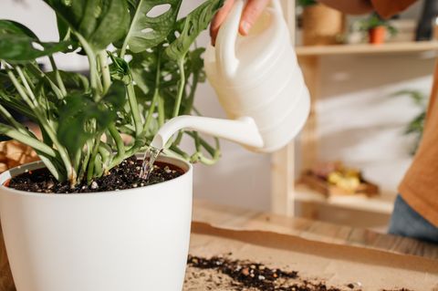 Bodenfeuchtesensor Ratgeber
