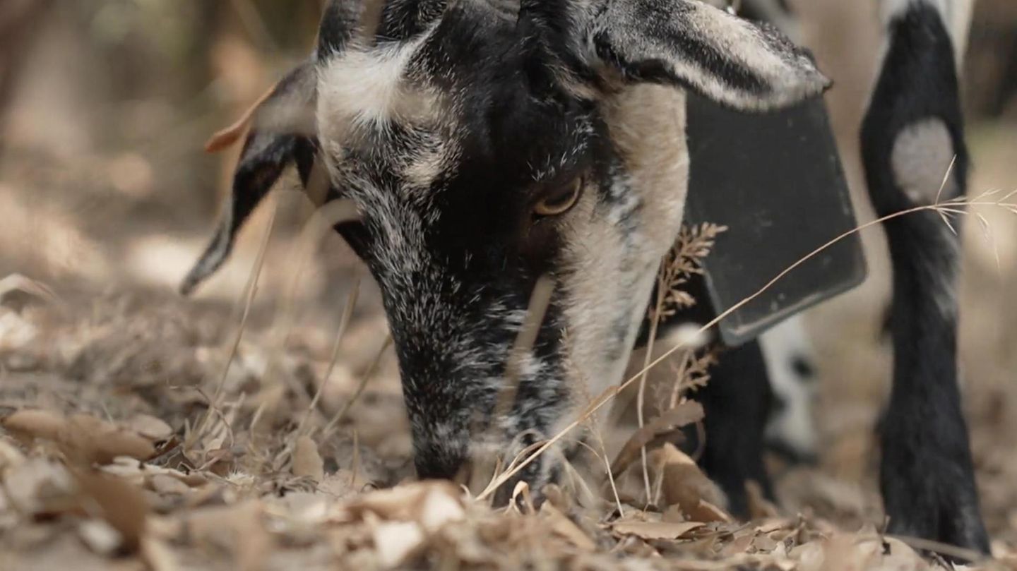 How goats are supposed to prevent forest fires in Spain