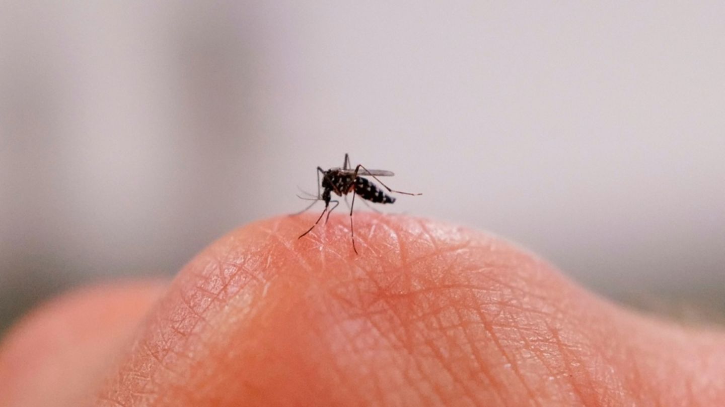 Flugverbot für Tigermücken: Französischer Bürgermeister greift durch