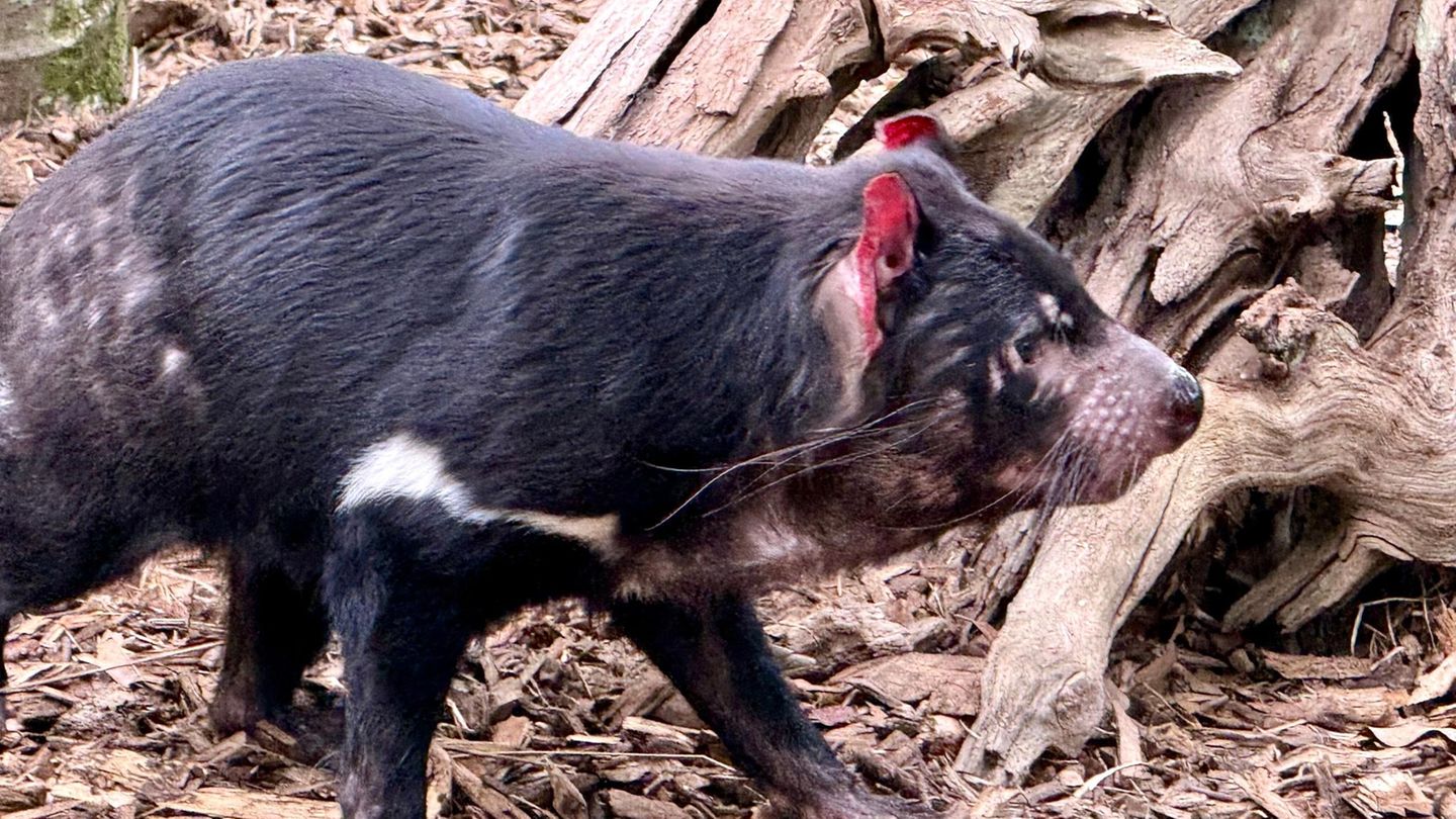 Seuche: Tödliches Vogelgrippe-Virus befällt Australiens Wildtiere