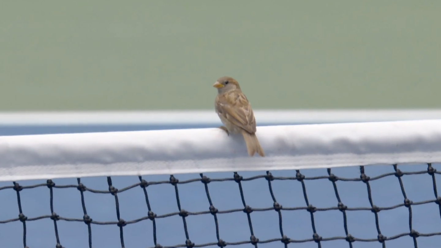 Vögel auf dem Netz: Schiri-Eingriff macht Tennisstar fassungslos