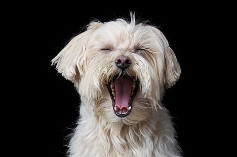 Wie viel Schlaf braucht ein Hund wirklich, hier ein Maltipoo der verschlafen in die Kamera gähnt