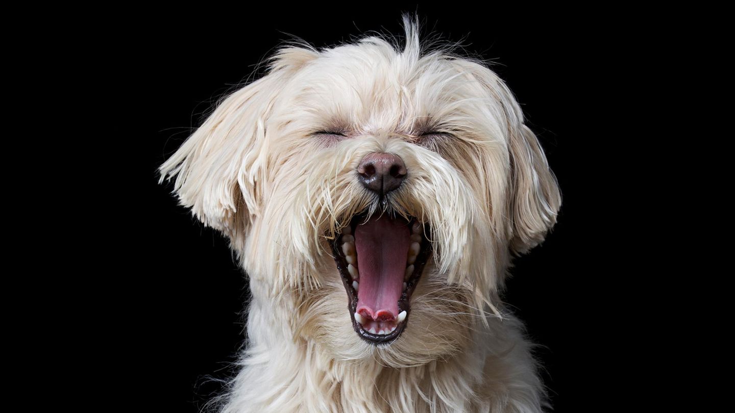 Tiere: Wie viel Schlaf braucht mein Hund wirklich? Was die aktuelle Forschung weiß