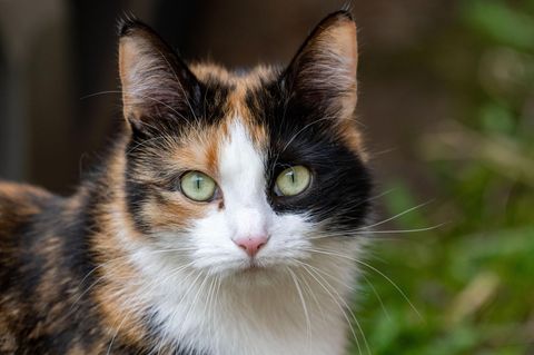 Im Augentest ist eine Katze versteckt – erkennen Sie wo? (Symbolbild)