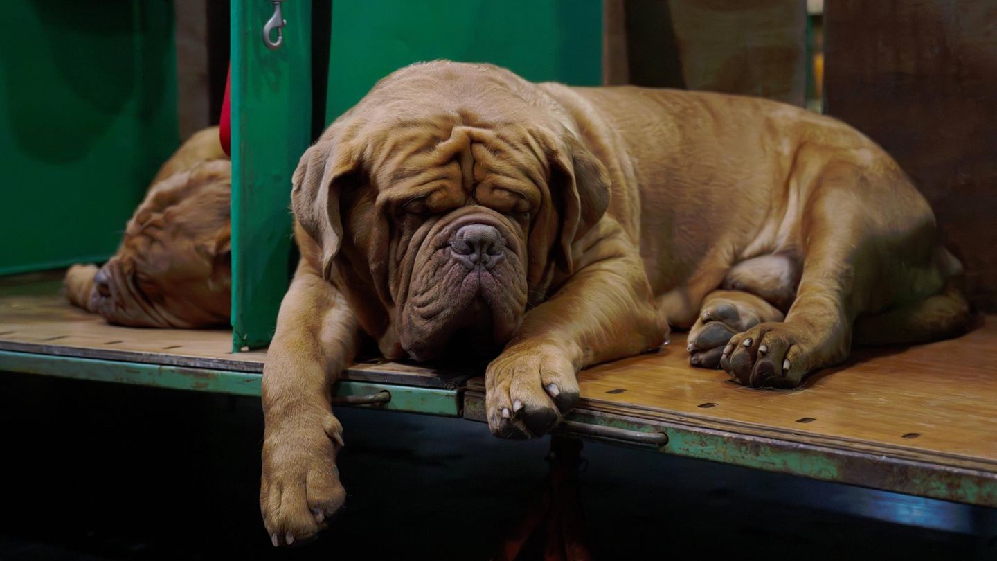 Tiere: Wie viel Schlaf braucht mein Hund wirklich? Was die aktuelle Forschung weiß