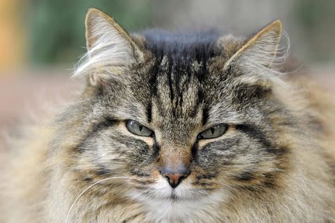 Eine Katze. Die Tiere können 15 bis 20 Jahre alt werden
