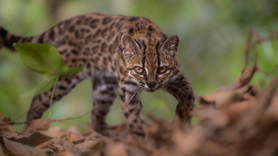 Tilcayo Katze Forscher Entdecken Nach 100 Jahren Neue Katzenart STERN de Tilcayo Katze Forscher Entdecken Nach 100 Jahren Neue Katzenart STERN de