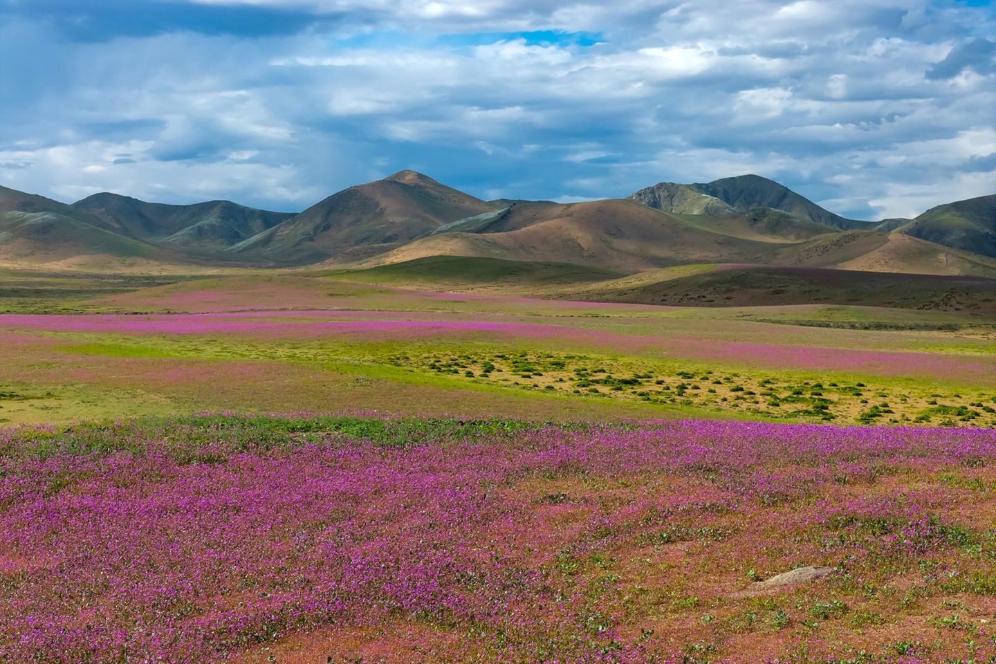 Blüte in der Atacama-Wüste nahe Copiapo