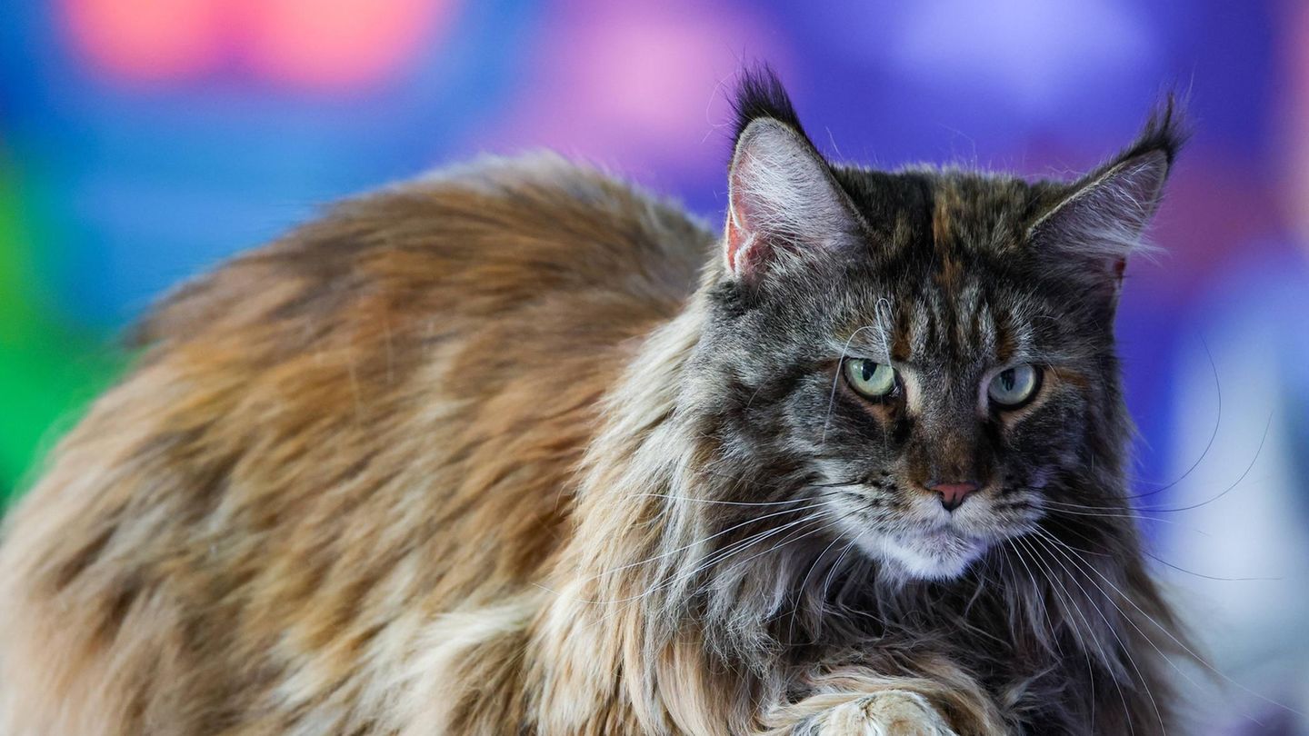 Top 6 in Deutschland: Hauptsache „Dorfkatzen“-Look – das sind die beliebtesten Katzenrassen