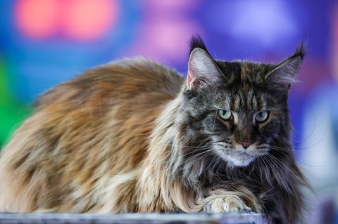 Eine dunkelbraun-getigerte Maine-Coon-Katze mit blau-grünen Augen