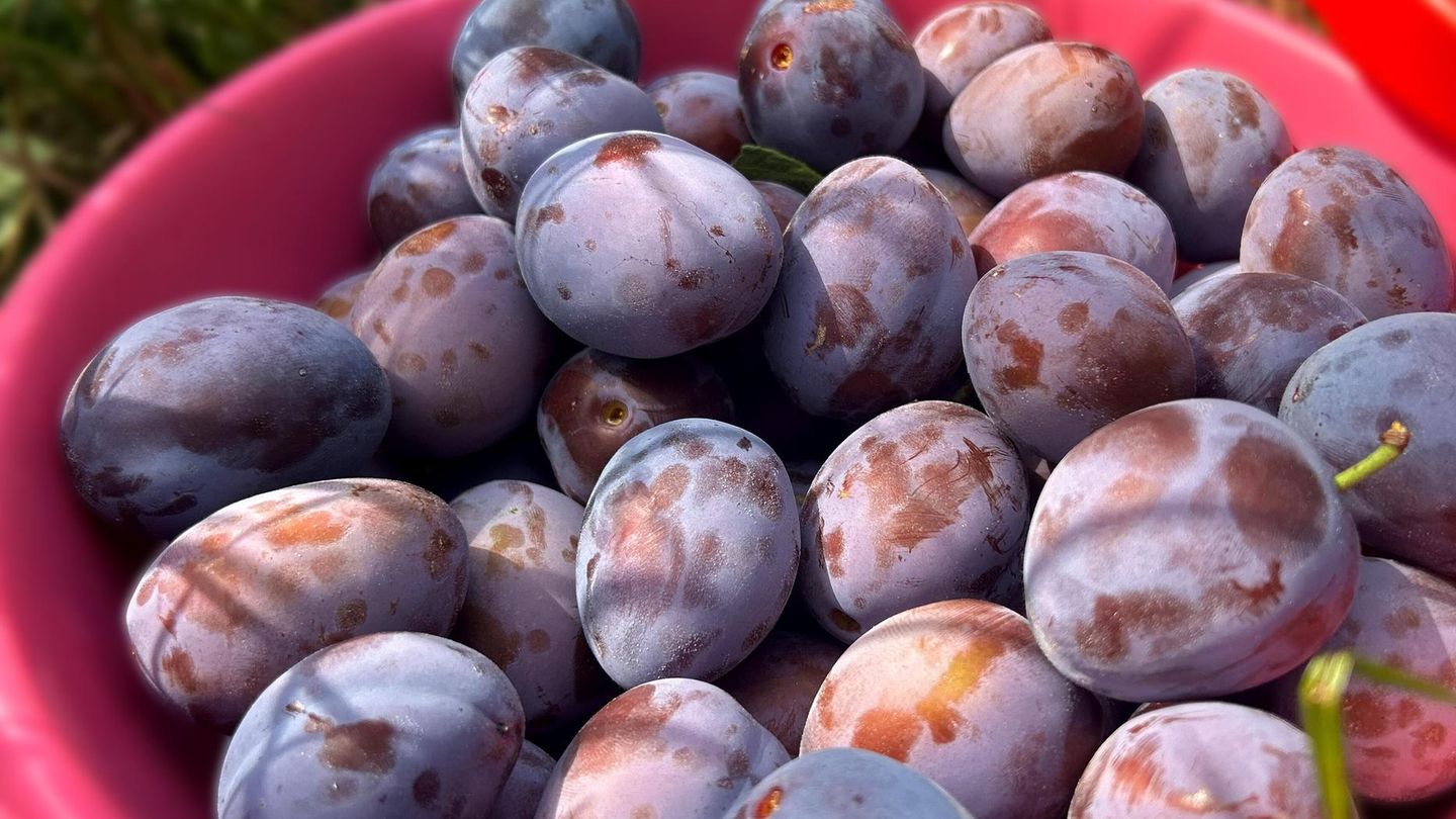 Saisonobst: Pflaume oder Zwetschge? So unterscheiden sich die Obstsorten voneinander